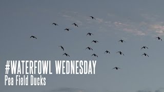 Waterfowl Wednesday: Pea Field Duck Hunting