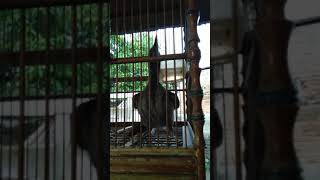 Download lagu Koak kaok gacor mp3