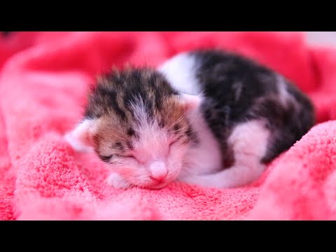 Practice giving newborn kittens a bottle .rescue the kittens - protect the cats