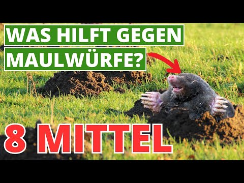 Was hilft gegen Maulwürfe ?