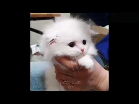 Cute Baby CatsVideo Compilation Cute Moment Of The Cats #10  Cute Cats TV