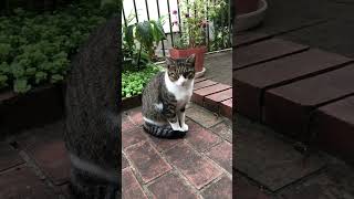 ご飯をねだる野良猫#shorts #ショート