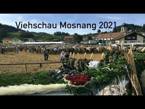 Viehschau Mosnang 2021