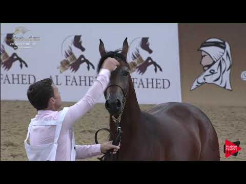 N.158 LAZAAZ AL KHOR - 2019 Qatar Individuals - Colts 2 Years Old (Class 5A) .mp4