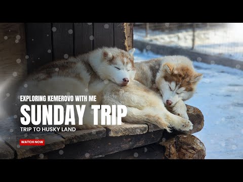 Discover Husky Land:A unique adventure await | Exploring Kemerovo City Russia | Vlog 3 | MBBS Abroad
