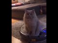 Cat On Vibrating Massager Shorts