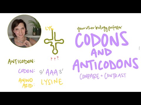 Codons and Anticodons Explained