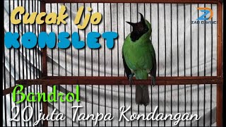 Download lagu Masteran Cucak Ijo Nembak Panjang mp3