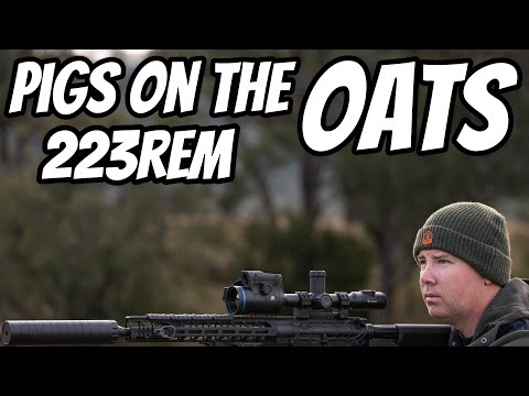 Clear the Oats Pest Control Shooting || 223Rem ATV Hunting Action || New Amarok 4x4 Build Brief
