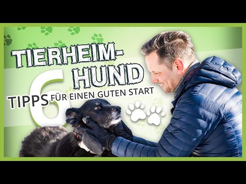 Hund aus dem TIERHEIM zieht ein ▶︎ 6 Tipps für einen guten Start
