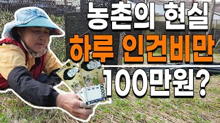 1년근 인삼, 인건비 농촌의현실 하루 인건비 100만원 귀농귀촌