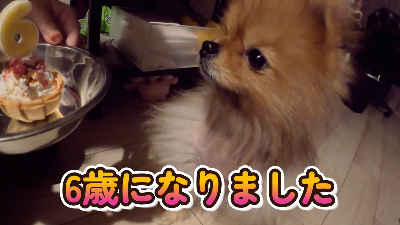 パン君6歳誕生日をお祝い！ 