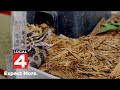 Detroit Zoo Inside Out Michigan S Only Venomous Snake