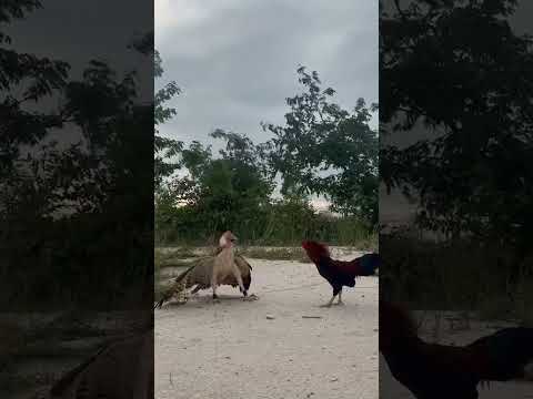 eagle vs cock #shorts #youtubeshorts