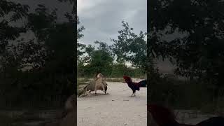 Download lagu elang vs ayam jantan #shorts #youtubeshorts mp3