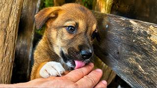 We Rescued the Most Lovable Puppy Ever