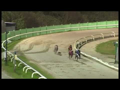 Signet Otis - BGBF British Breeders Stakes   3rd Semi Final