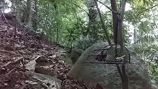 Download lagu Memikat murai batu-mr sam mp3