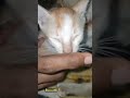 Washing Machine Pt 2 2022 Cute Cat Videos Funny Cats Try Not To Laugh