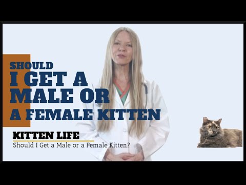 Should I Get a Male or a Female Kitten (2019)