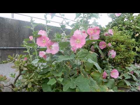 アオイ科の植物