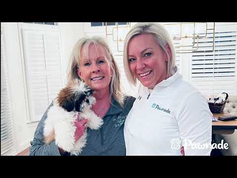 Emery the Shih Tzu