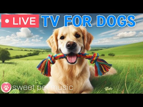🔴24 Hours of Dog TV🎵🐶Calming Music for Dog Sleep🐾🩷Soothing Dog Music for Stress and Anxiety Relief