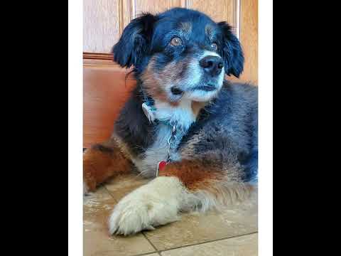 Crystal the Pet Nanny. LLC video.