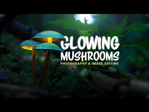 How to Photograph & Edit Glowing Mushrooms