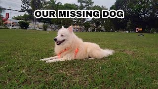 Our missing dog 💔