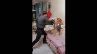 Boxing Golden Retriever