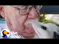 Opossum Can T Stop Slubbing His Mom The Dodo