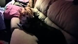 Black Dog vs. Red Dog