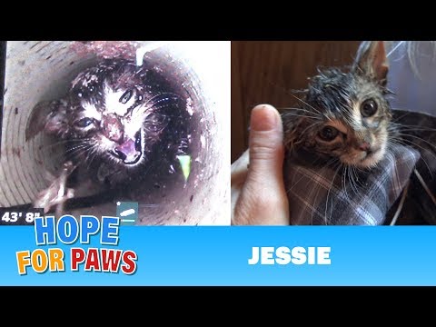 download lagu mp3 mp4 43 Ft, download lagu 43 Ft gratis, unduh video klip 43 Ft