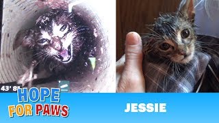 Most URGENT rescue EVER!  Kitten falls 43 ft straight down a water well &amp; cries for help for 5 DAYS!