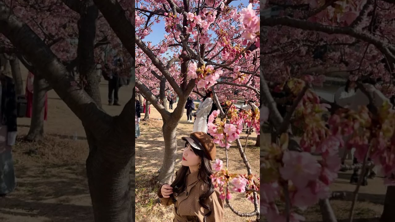 面接ビデオはまた作りますのでよろしくお願いします　　#河津桜 #japansakura #平井駅　#spring