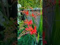 Our Blooming Summer Garden 2022 Hardwork And Enjoyment