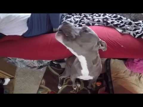 Blurred Lines sung by Blu dog