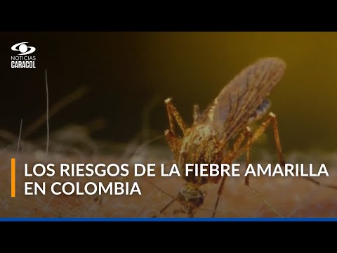 ¿Qué es la fiebre amarilla, cuáles son los riesgos y cuántos casos hay en Colombia?