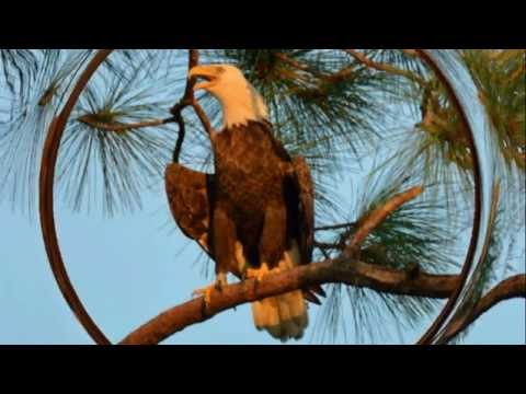 SWFL Eagles ~ 💞 Ozzie, the Famous Eagle, is Finally Back - He Took the Long Way Home! 💞
