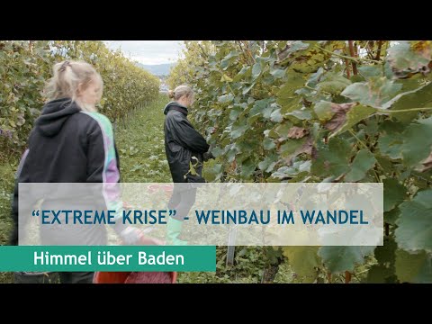 "Extreme Krise" - Weinbau im Wandel