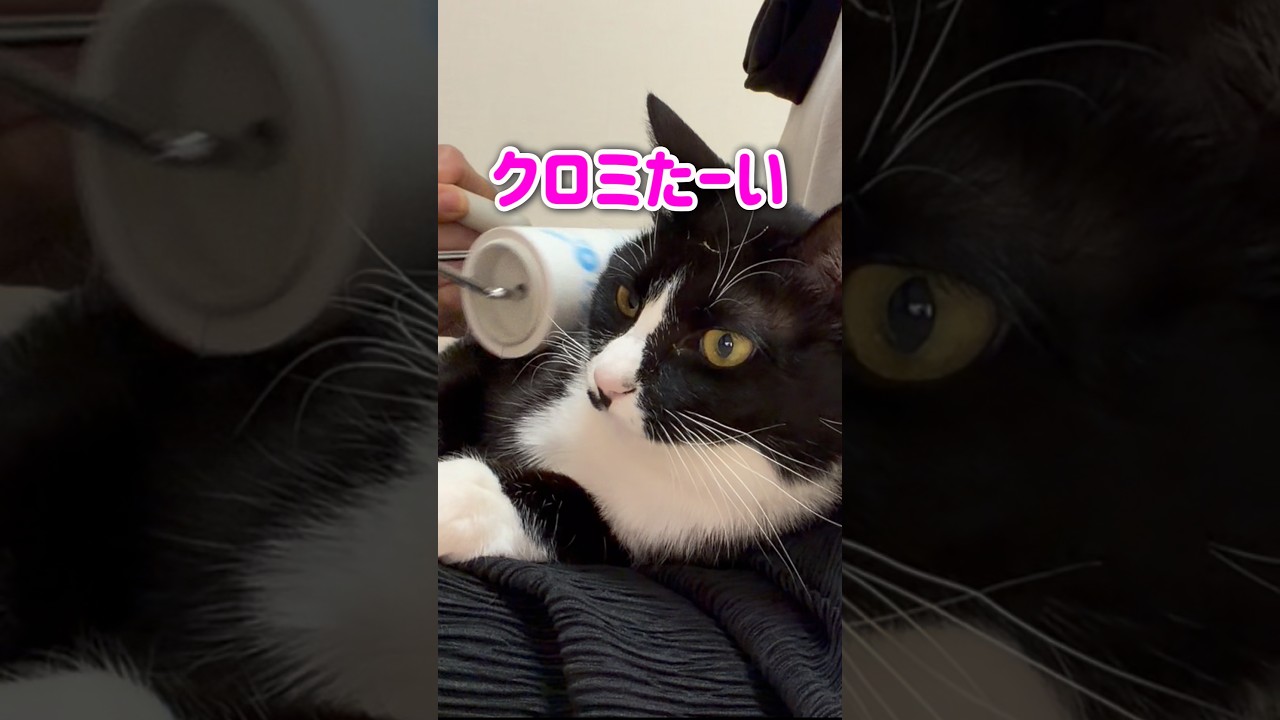 強風好きな猫🐈‍⬛