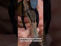 Study To Look At What Makes A Mexican Duck Different Environment