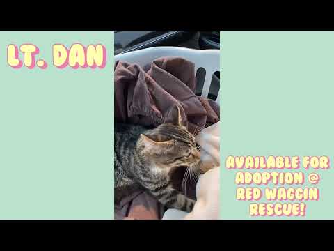 Lieutenant Dan Super Friendly! Special Needs.-Urgent Foster Needed!, an adoptable Tabby & Domestic Short Hair Mix in Seattle, WA_image-1
