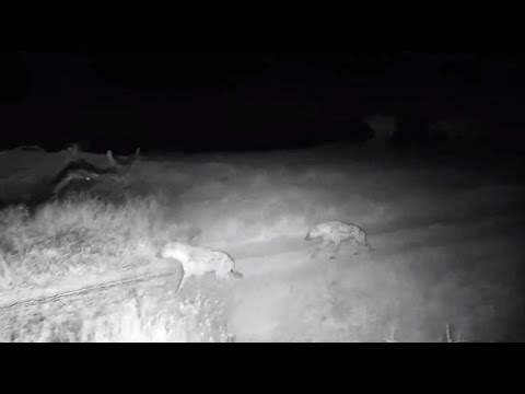 Djuma: Sights and sounds with two Hyenas laying in road hidden - 01:24 - 07/19/20