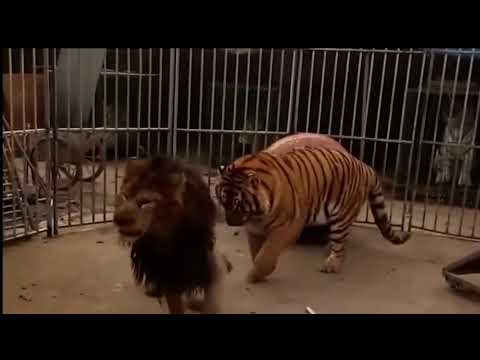 African lion VS Siberian tiger