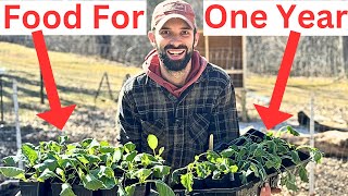 How We Plant Enough Broccoli and Cabbage to Last an Entire Year