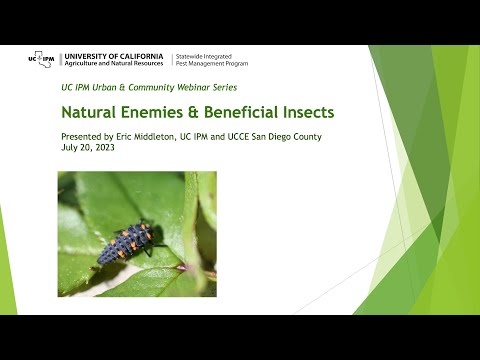 Natural Enemies and Beneficial Insects: what are they?