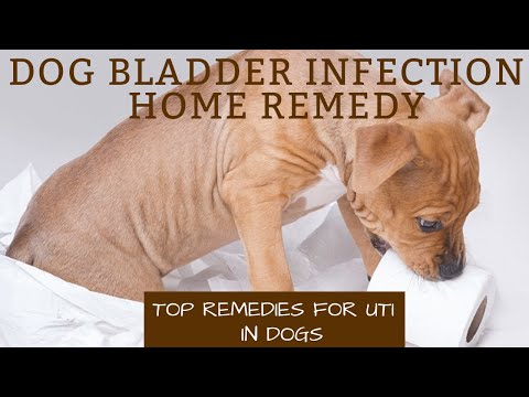 Dog bladder infection home remedy | Top Remedies For UTI In Dogs