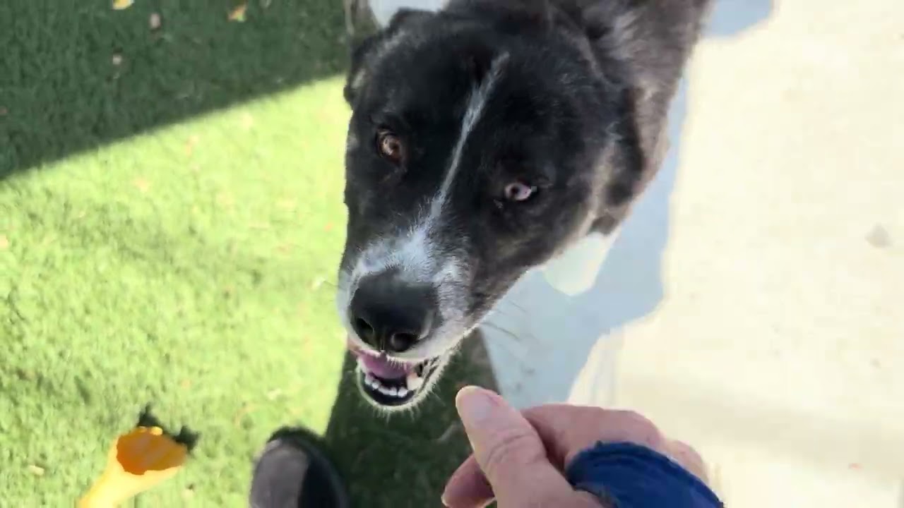 Enlarge HOPPER (AVAILABLE SEPT 17), a Adoptable mixed breed in Wasco, CA video 6/6